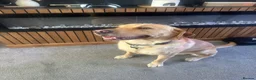 Goldador dogs for sale: Arlo - Labrador x golden retreiver - Advert 5