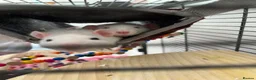 Rat rodents for sale: 2 loving friendly Rex male rats  in Oxford - Advert 2