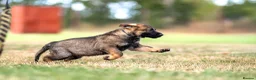 German Shepherd dogs for sale: Working line KC GSD pups  - Advert 21