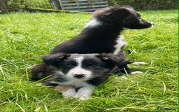 Border Collie dogs for sale: Beautiful Collie Puppies  - Image 13