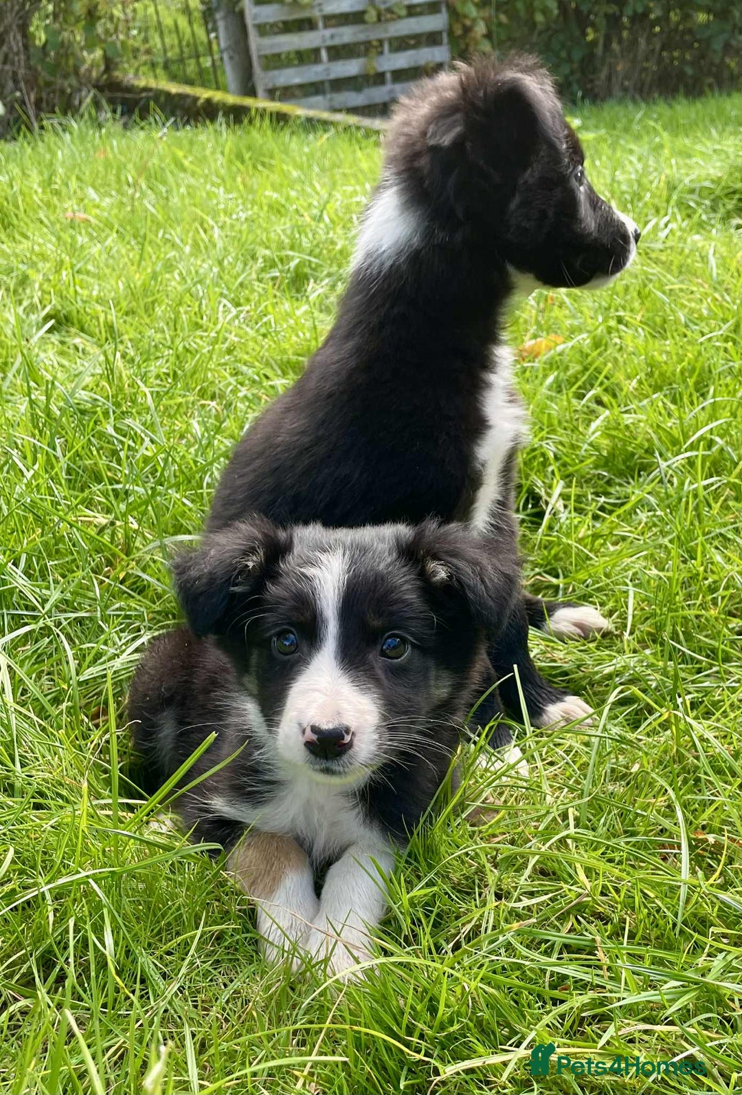 Border Collie dogs for sale: Beautiful Collie Puppies  - Image 13