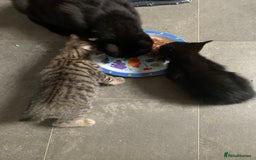 Mixed Breed cats for sale: Kittens  - Image 2