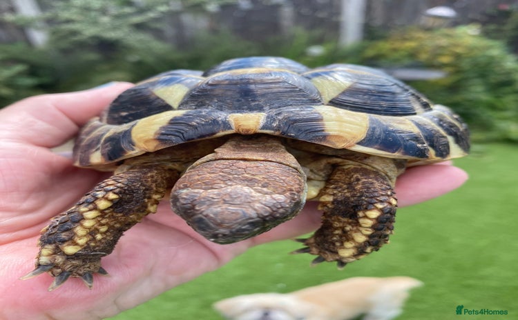 Hermann Tortoise reptiles - Advert 1