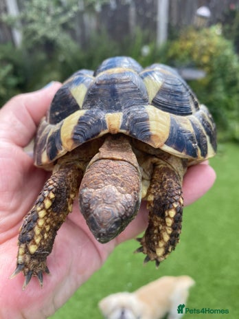 Hermann Tortoise reptiles - Advert 3