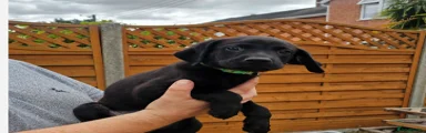 Labrador Retriever 4