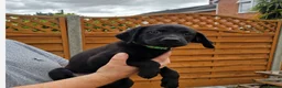 Labrador Retriever dogs for sale: Amazing Labrador Puppies for sale - Advert 24