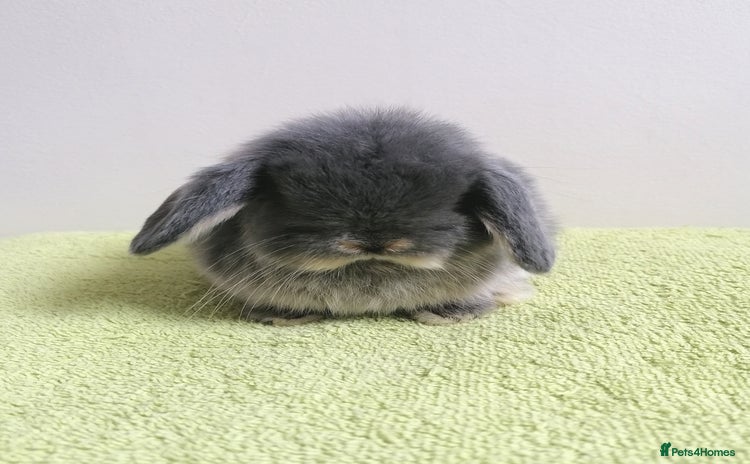 Mini Lop rabbits - Advert 16