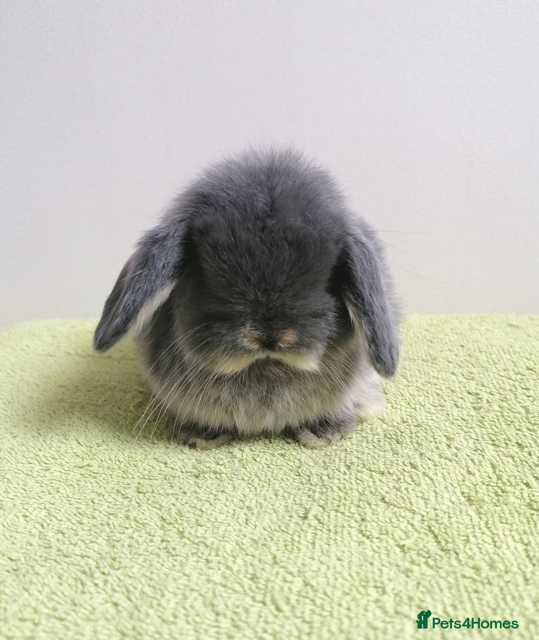 Mini Lop rabbits for sale: Beautiful Mini Lop Baby Rabbits  - Image 1
