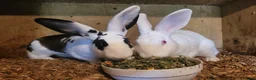 Belgian Hares rabbits for sale: 'Millie and Moo' pair of female Belgian Hares - Advert 1