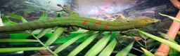 Gecko reptiles for sale: Giant day gecko Phelsuma Grandis - Advert 1