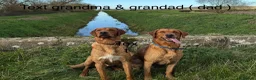 Labrador Retriever dogs for sale: KC Reg Labrador pups Working Traditional Chunky - Advert 33
