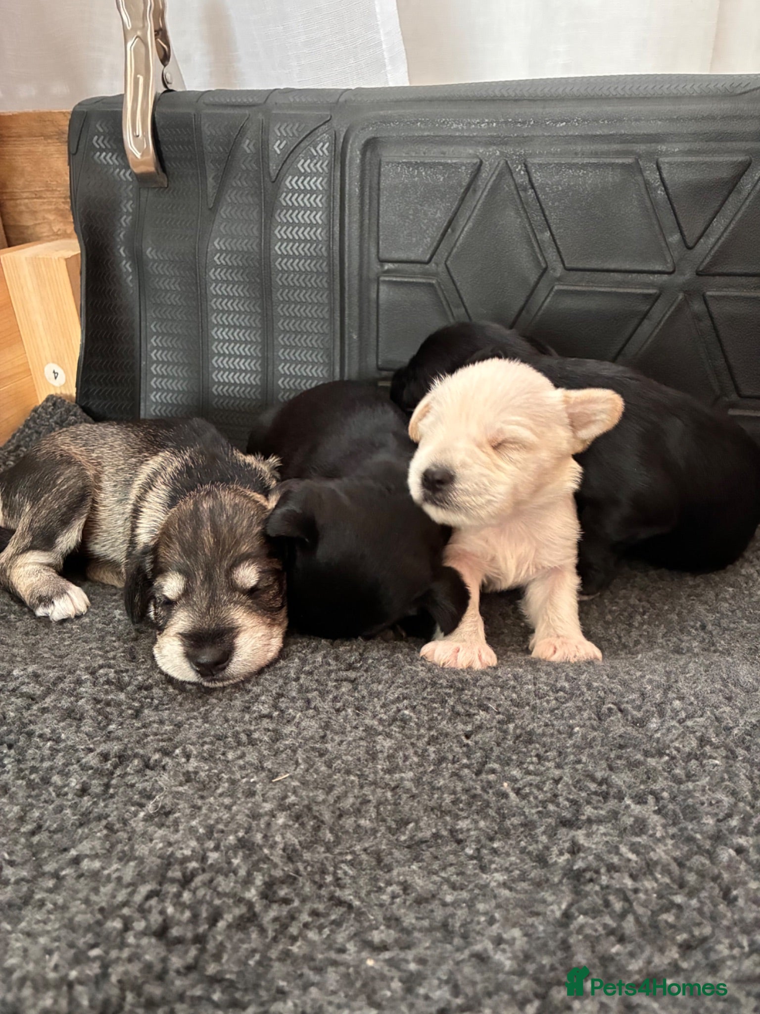 Miniature Schnauzer dogs KC registered pedigree Miniature Schnauzer pups x4 - Advert 4