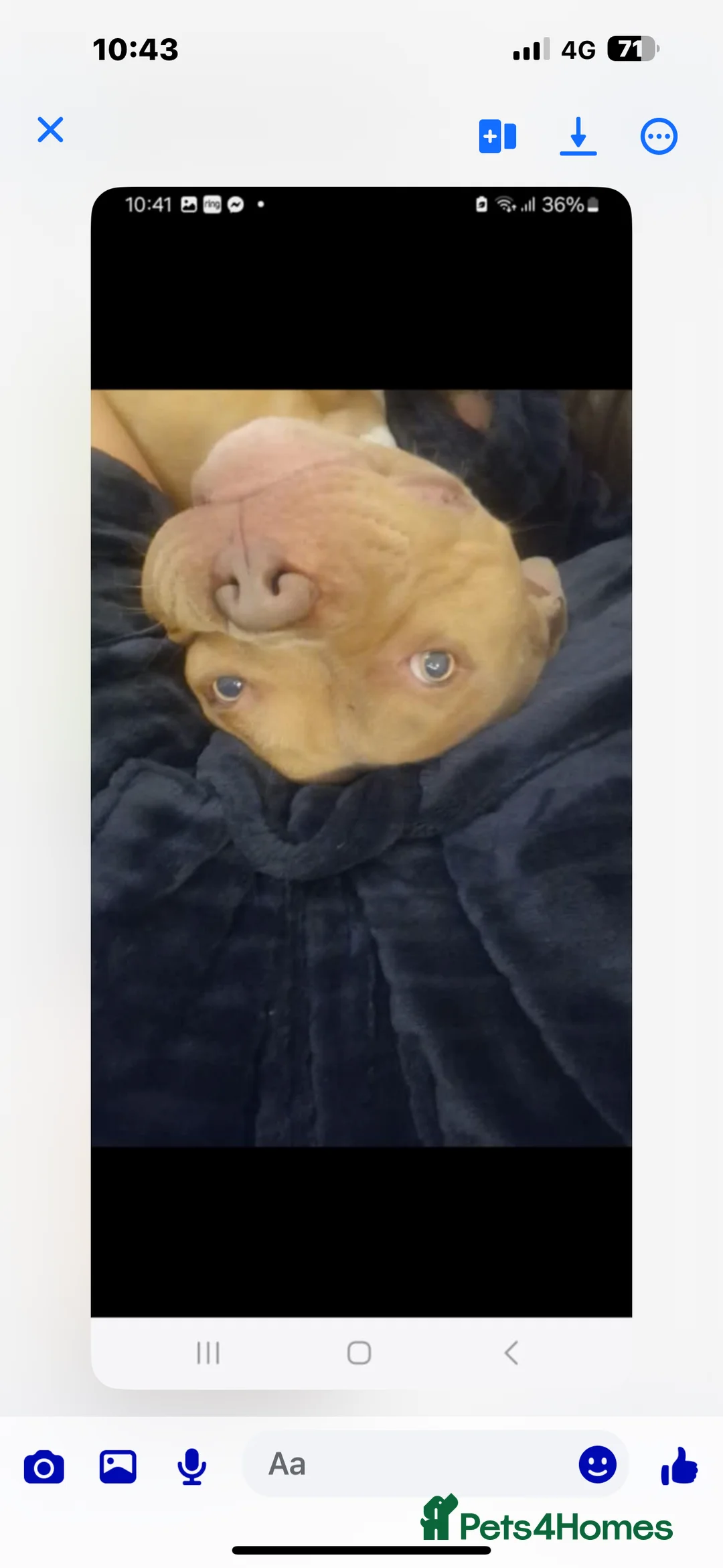 American Bully dogs for sale: Pocket bull  - Advert 2