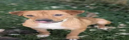 Mixed Breed dogs for adoption: Caesar for adoption - Advert 5