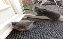 Mixed Breed cats for sale: 3 boys and 1 girl - Image 3
