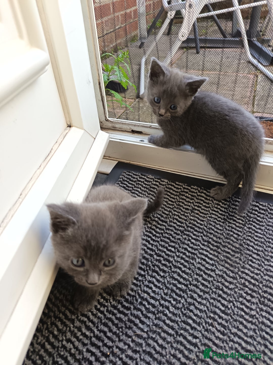 Mixed Breed cats for sale: 3 boys and 1 girl - Image 3