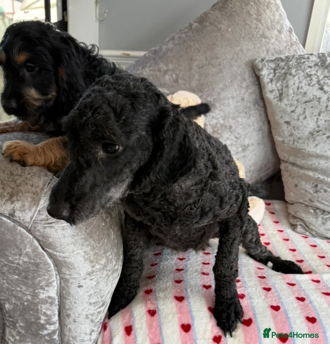 Cavapoo dogs for sale: Stunning fully vaccinated Cavapoo pups - Advert 5