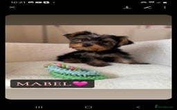 Yorkshire Terrier dogs for sale: Yorkshire Terrier Puppies - Image 6