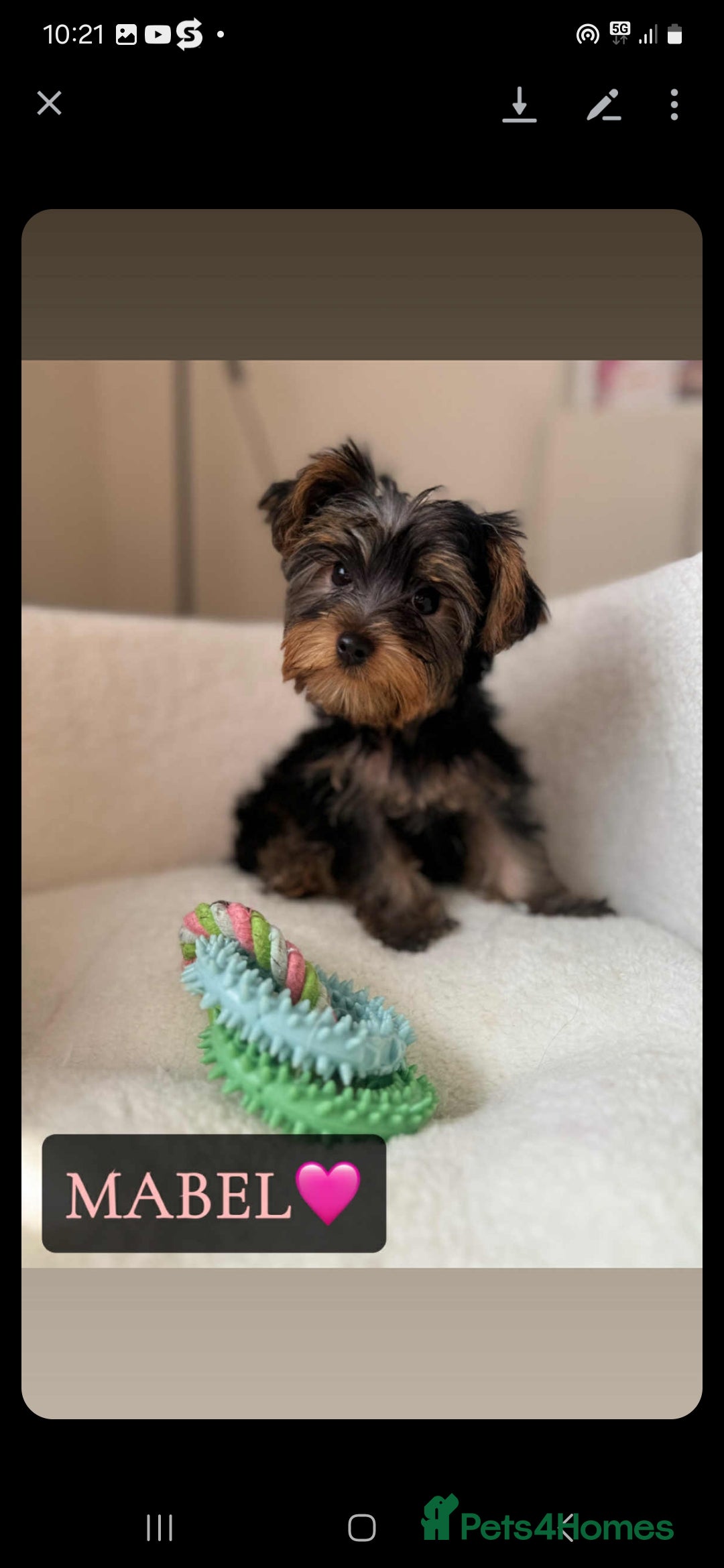 Yorkshire Terrier dogs for sale: Yorkshire Terrier Puppies - Image 6
