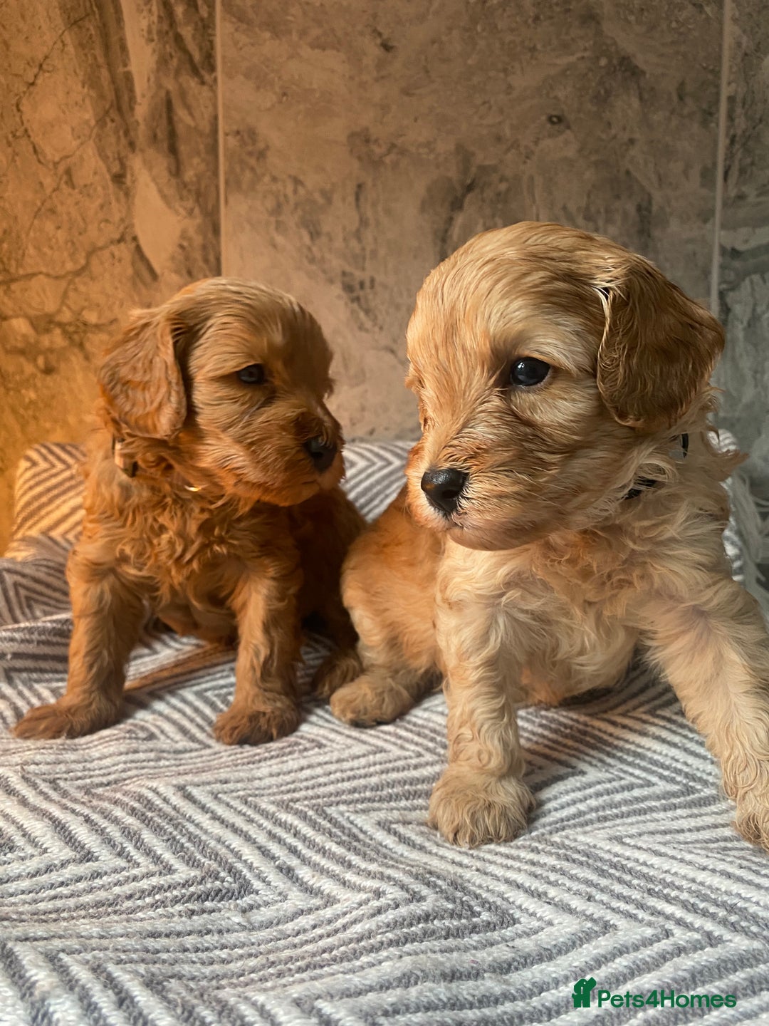 Cavapoo dogs for sale: Stunning Health Tested F1BB Cavapoo’s 🧬 - Image 27
