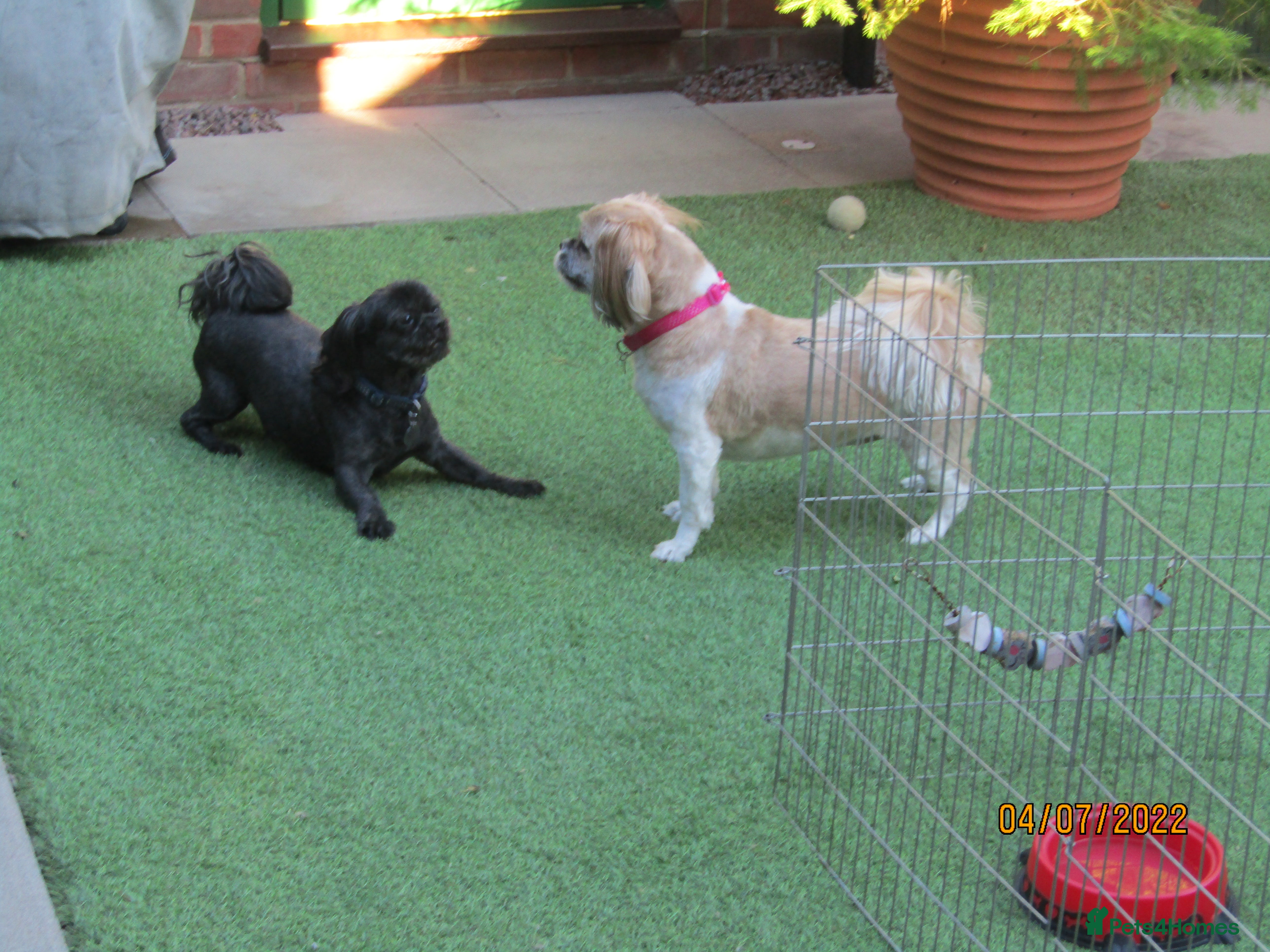 Shih Tzu dogs KC Black Zorro for stud - Advert 11