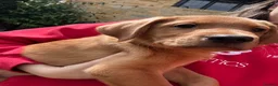 Labrador Retriever dogs for sale: ⭐️READY TO LEAVE NOW kcregistered Labrador puppies - Advert 1