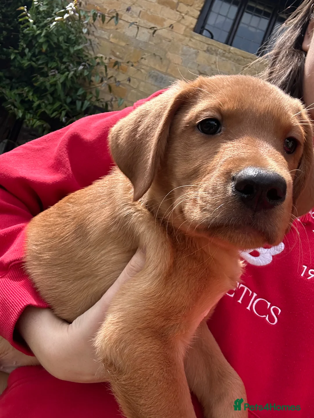 Labrador Retriever dogs for sale: ⭐️READY TO LEAVE NOW kcregistered Labrador puppies - Advert 1