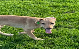 Mixed Breed dogs for sale: Rehoming Labrador X - Advert 3