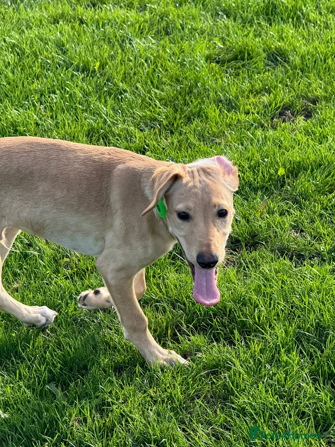 Mixed Breed dogs for sale: Rehoming Labrador X - Advert 3