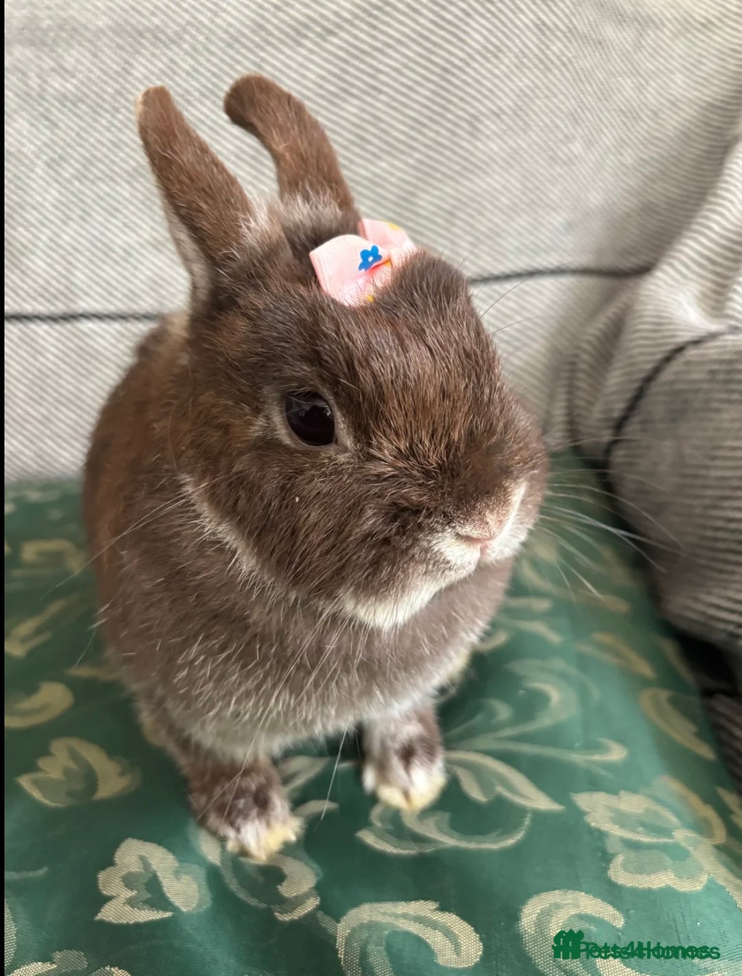 Netherland Dwarf rabbits for sale: pedigree Netherland dwarf Doe 1y0 free roam in Harrow - Image 4