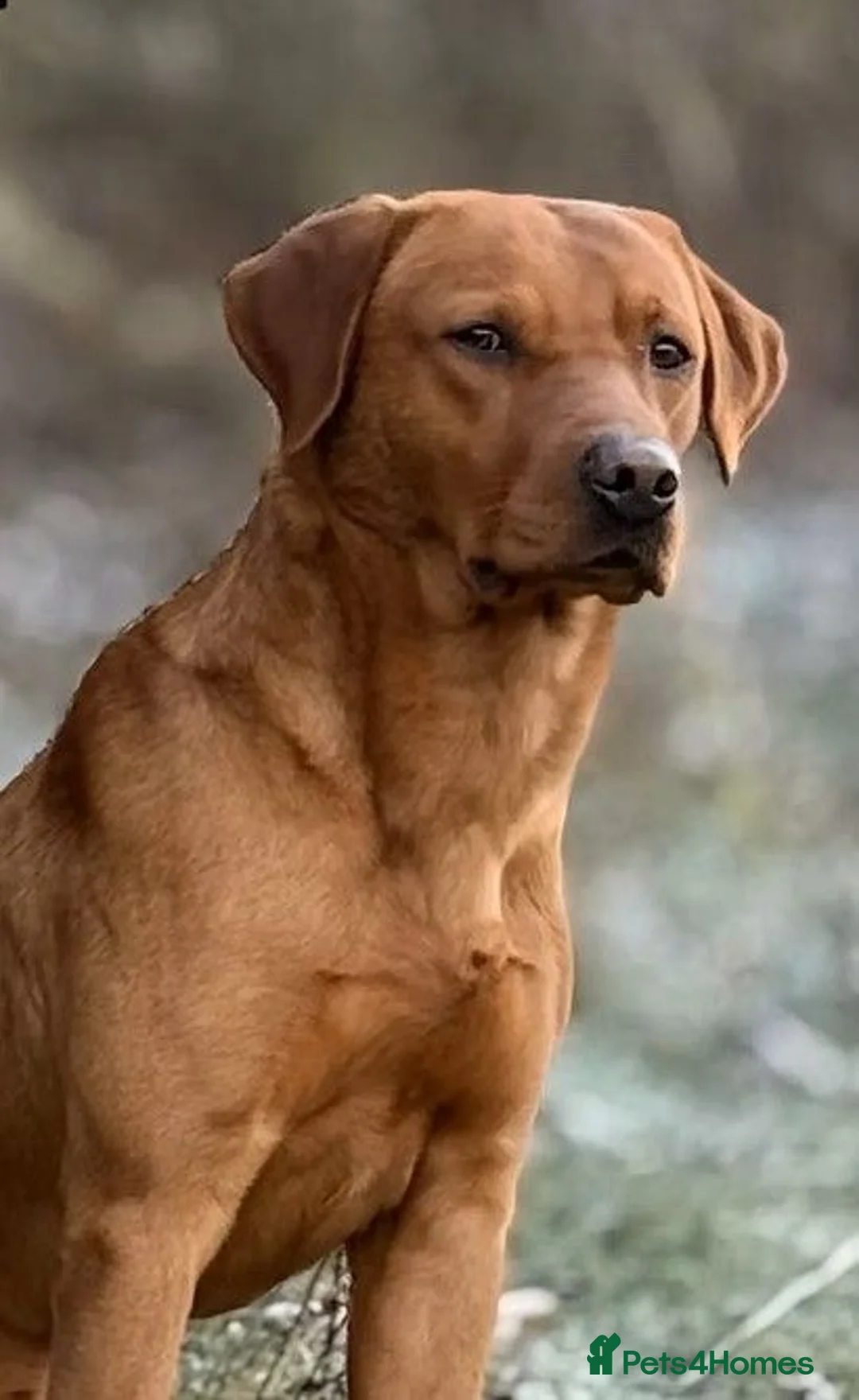 Labrador Retriever dogs for sale: Working Labrador Pubs - Advert 3