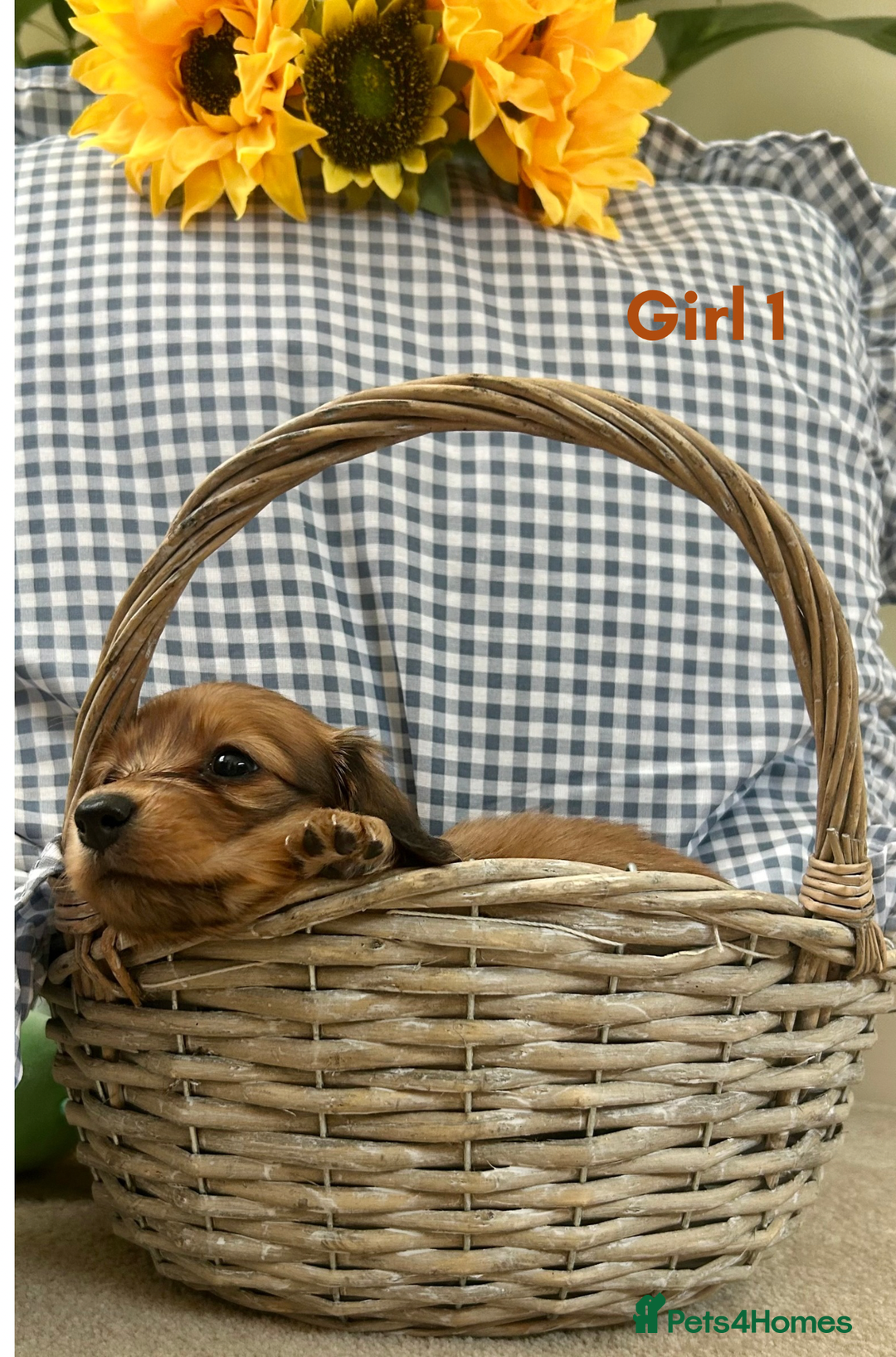 Miniature Dachshund dogs for sale: UPDATED PHOTOS - Long Haired Miniature Dachshunds  - Image 7