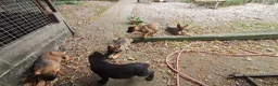 German Shepherd dogs for sale: Flat backed, German Shepherd puppies, DNA DM clear - Advert 7