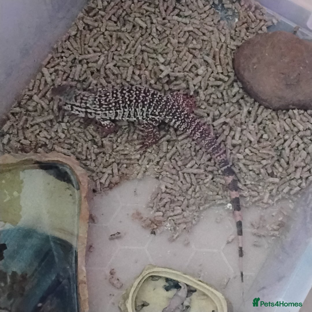 Lizard reptiles for sale: Red tegu  - Advert 4