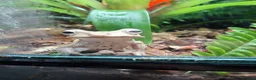 Frog reptiles for sale: 3 Borneo Eared Frogs w/setup in Hereford - Advert 2