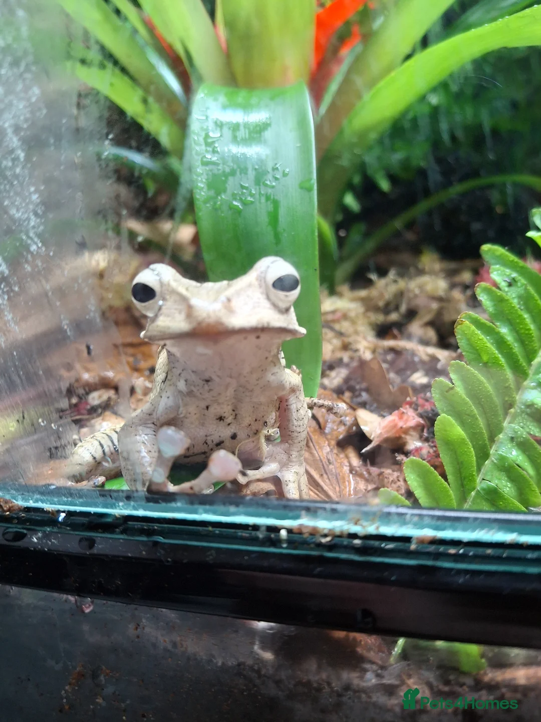 Frog reptiles for sale: 3 Borneo Eared Frogs w/setup in Hereford - Advert 2