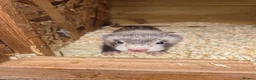 Ferret rodents for sale: Ferret kits for sale in Mansfield - Advert 2