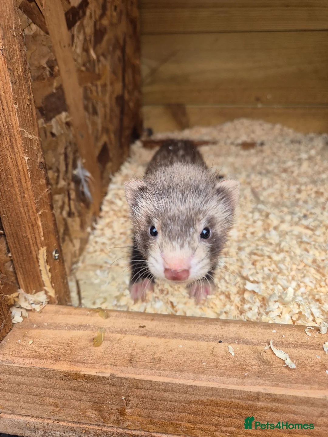Ferret rodents for sale: Ferret kits for sale in Mansfield - Advert 2