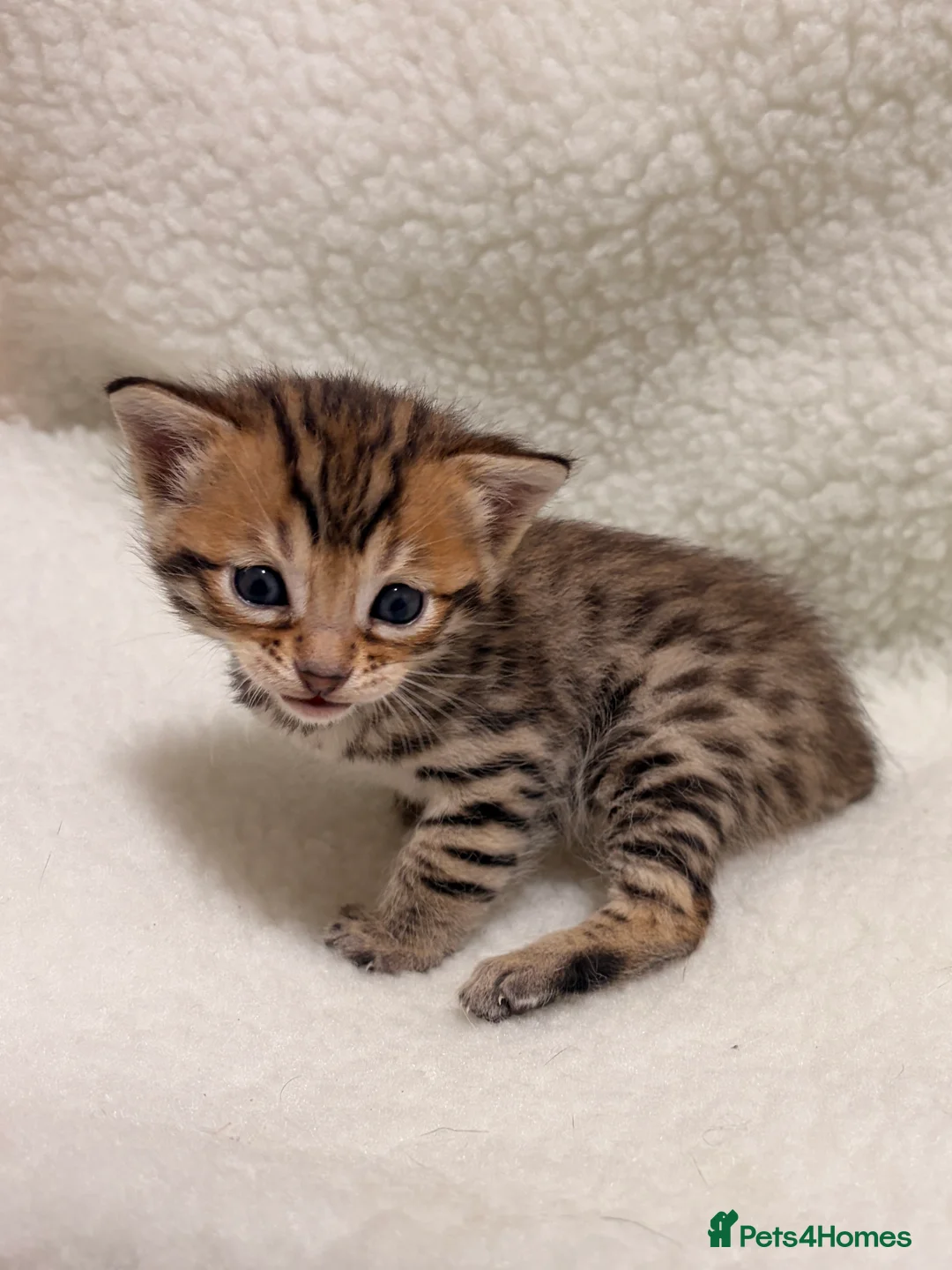 Bengal cats for sale: Bengal kittens - Advert 10