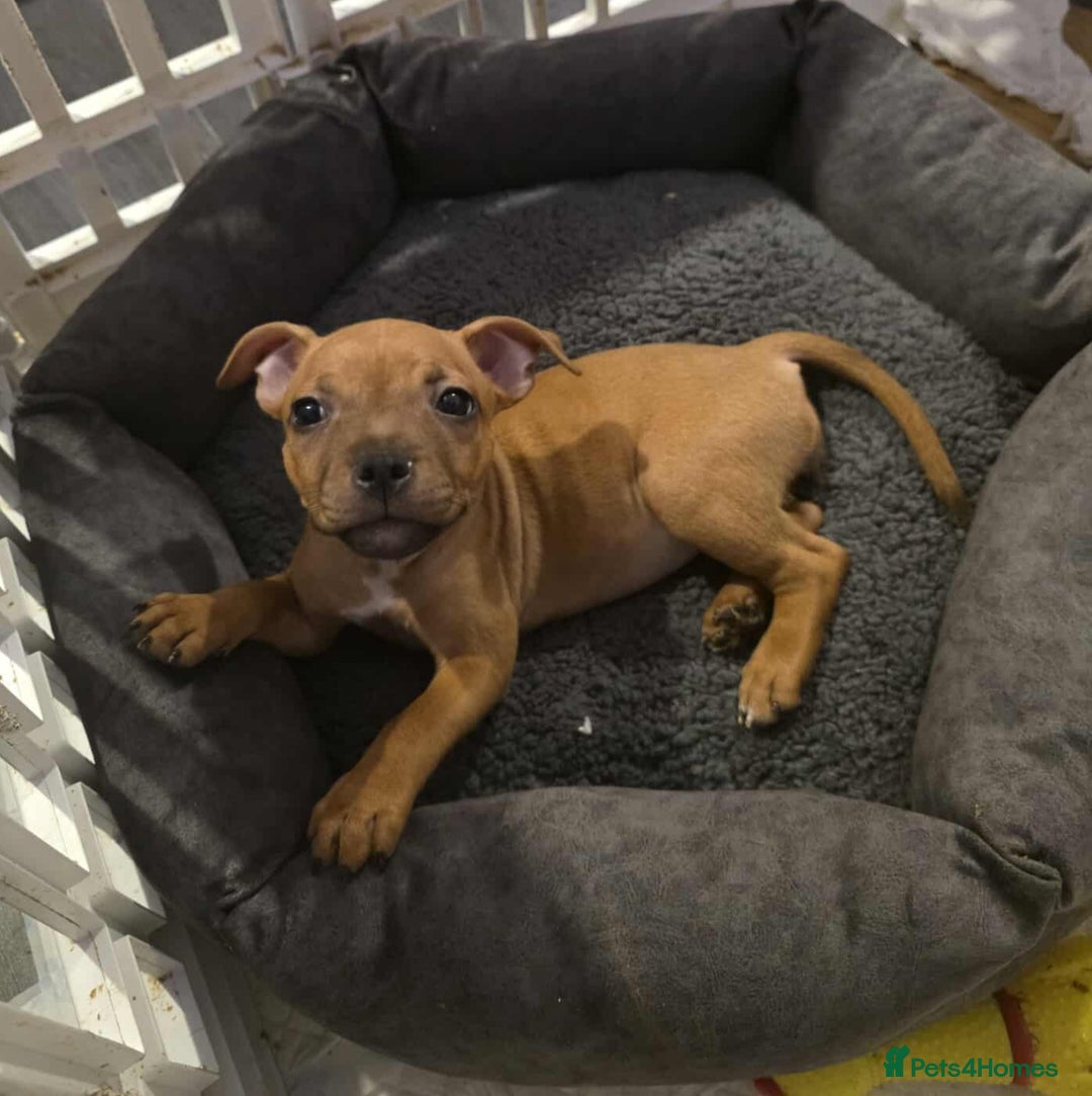 Staffordshire Bull Terrier dogs for sale: LAST ONE! KC RED STAFFORDSHIRE BULL TERRIER PUPS. - Image 15