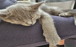 Chartreux cats for sale: 🌟Exclusive GCCF Chartreux Kitten – Elegant Amber - Image 7