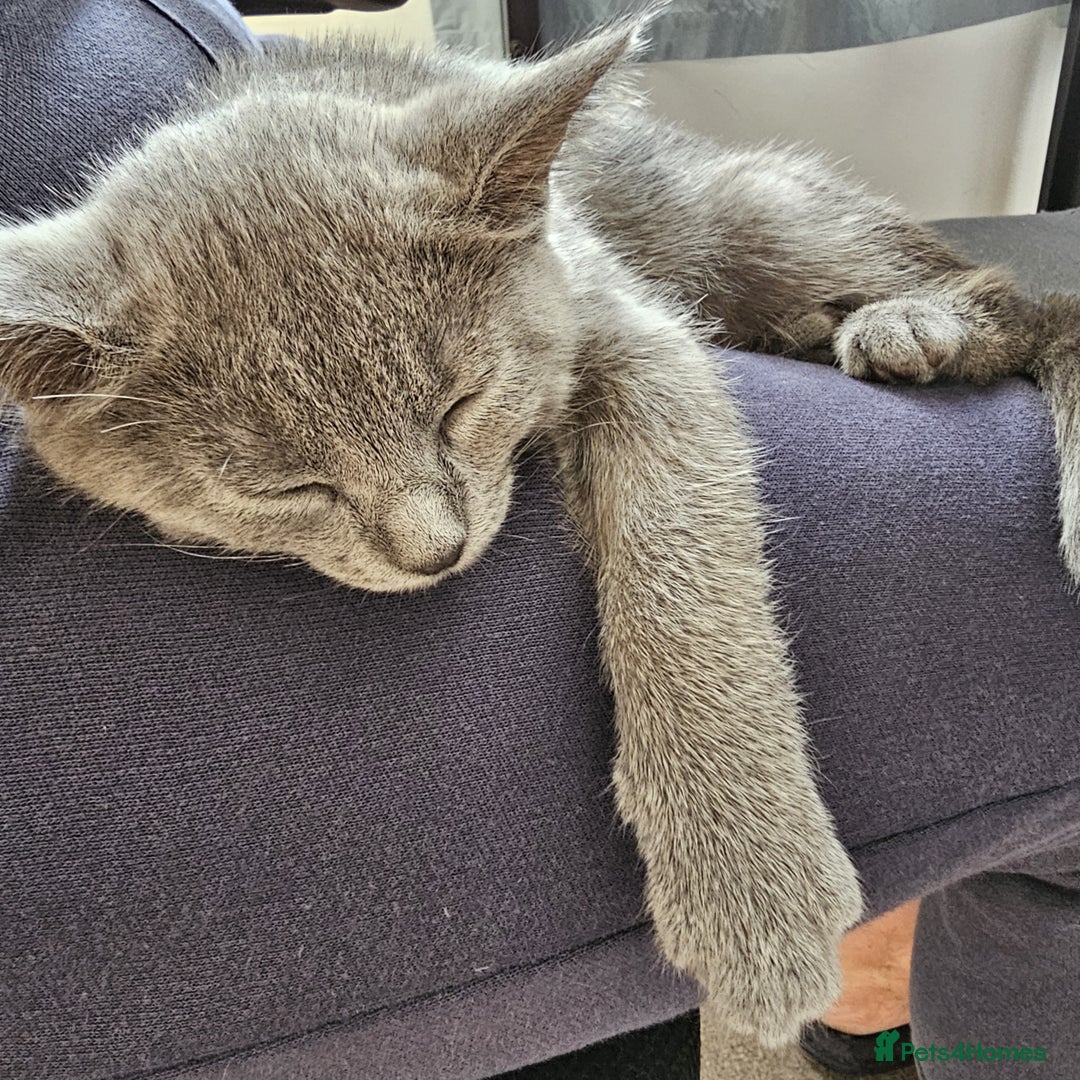 Chartreux cats for sale: 🌟Exclusive GCCF Chartreux Kitten – Elegant Amber - Image 7