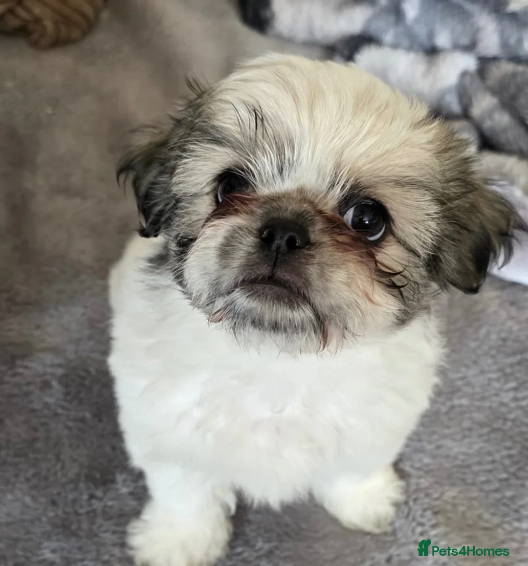Mixed Breed dogs for sale: Maltese x Pekingese Puppies - Advert 2