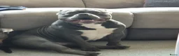 American Bully dogs for sale: Pocket bully - Advert 7
