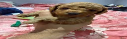 Maltipoo dogs for sale: Beautiful litter of Malti poo puppies - Advert 18