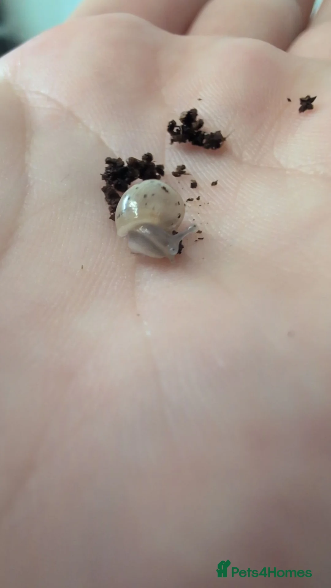 Snails invertebrates for sale: Giant African Land Snail  in Erith - Advert 2