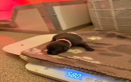 Staffordshire Bull Terrier dogs for sale: 🏆4 multi int champion Zeus Kante Pups for sale 🏆 - Image 8