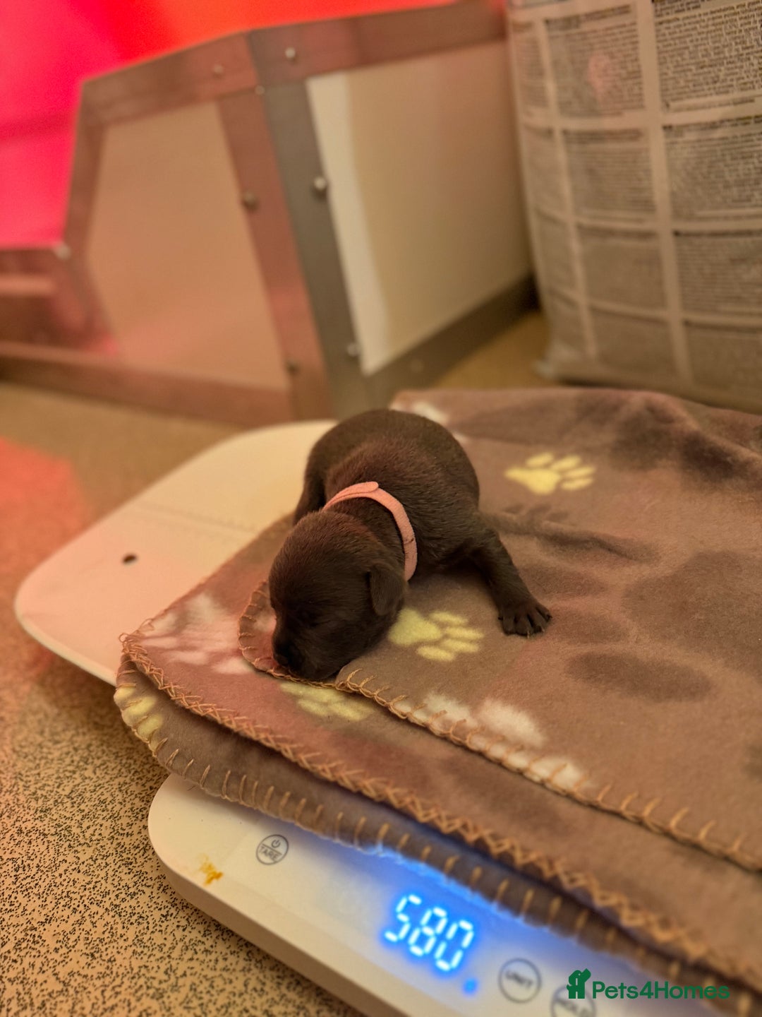 Staffordshire Bull Terrier dogs for sale: 🏆4 multi int champion Zeus Kante Pups for sale 🏆 - Image 8