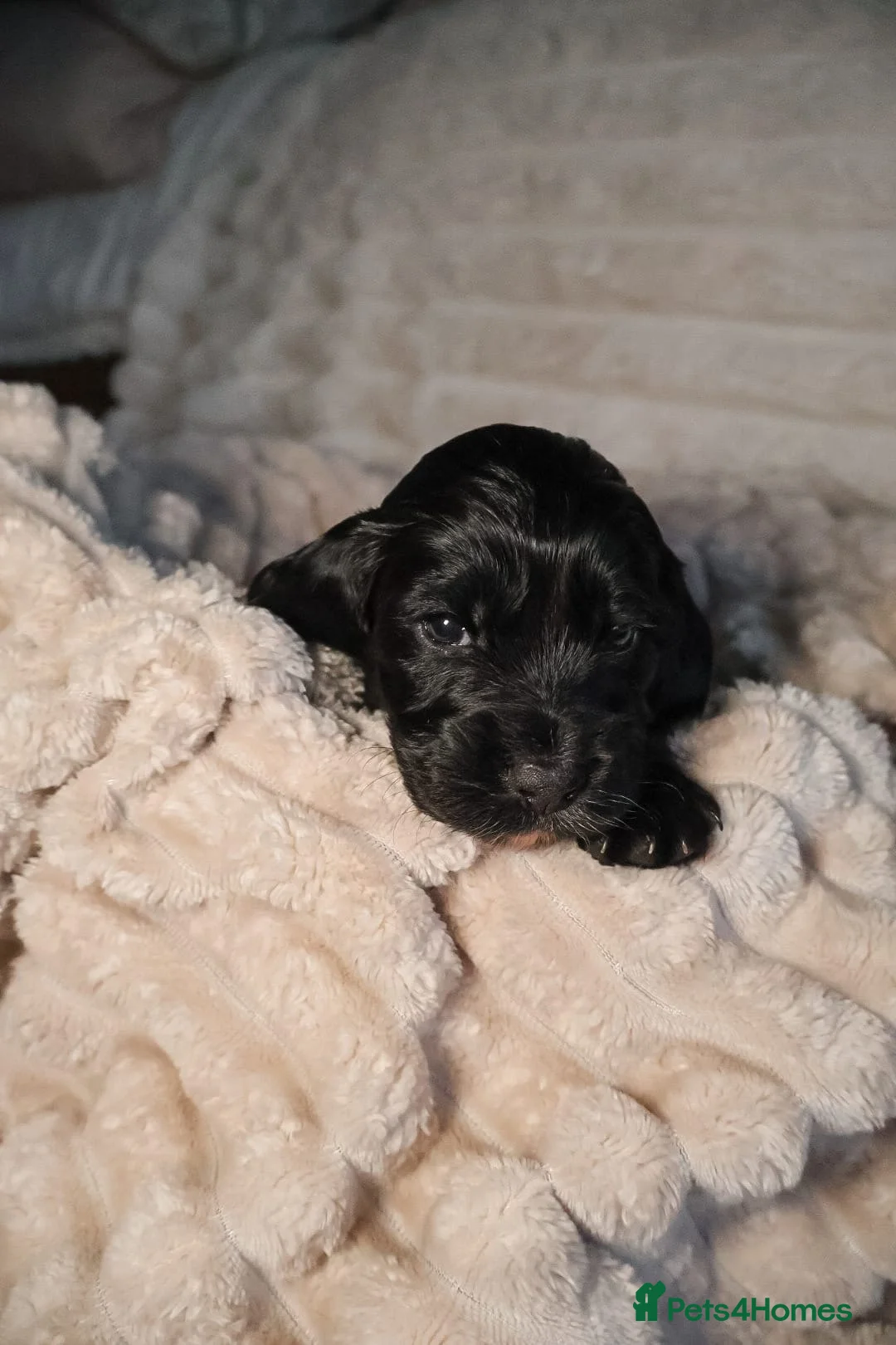 Cocker Spaniel dogs for sale: Cocker Spaniel Puppies - Advert 25