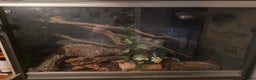 Boa Snake reptiles for sale: Brother and sister with tanks  - Advert 2